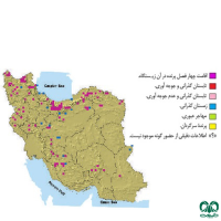 گونه عقاب طلایی Golden Eagle